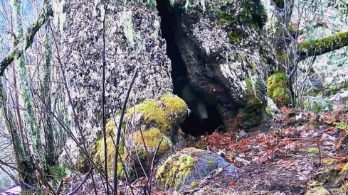 Fotogramas del vídeo de Naturalmente Fauna sobre el oso Árbolon Fotogramas del vídeo de Naturalmente Fauna sobre el oso Árbolon