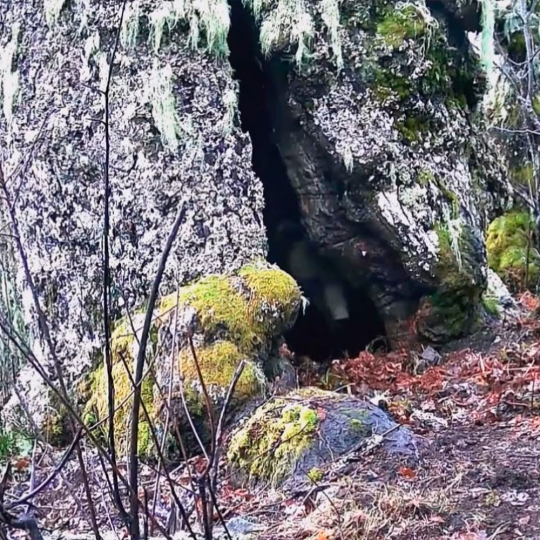 Fotogramas del vídeo de Naturalmente Fauna sobre el oso Árbolon 