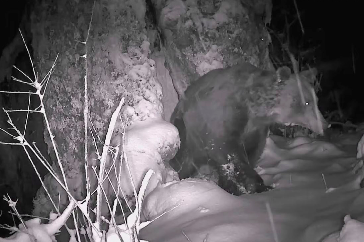 Fotogramas del vídeo de Naturalmente Fauna sobre el oso Árbolon (3)