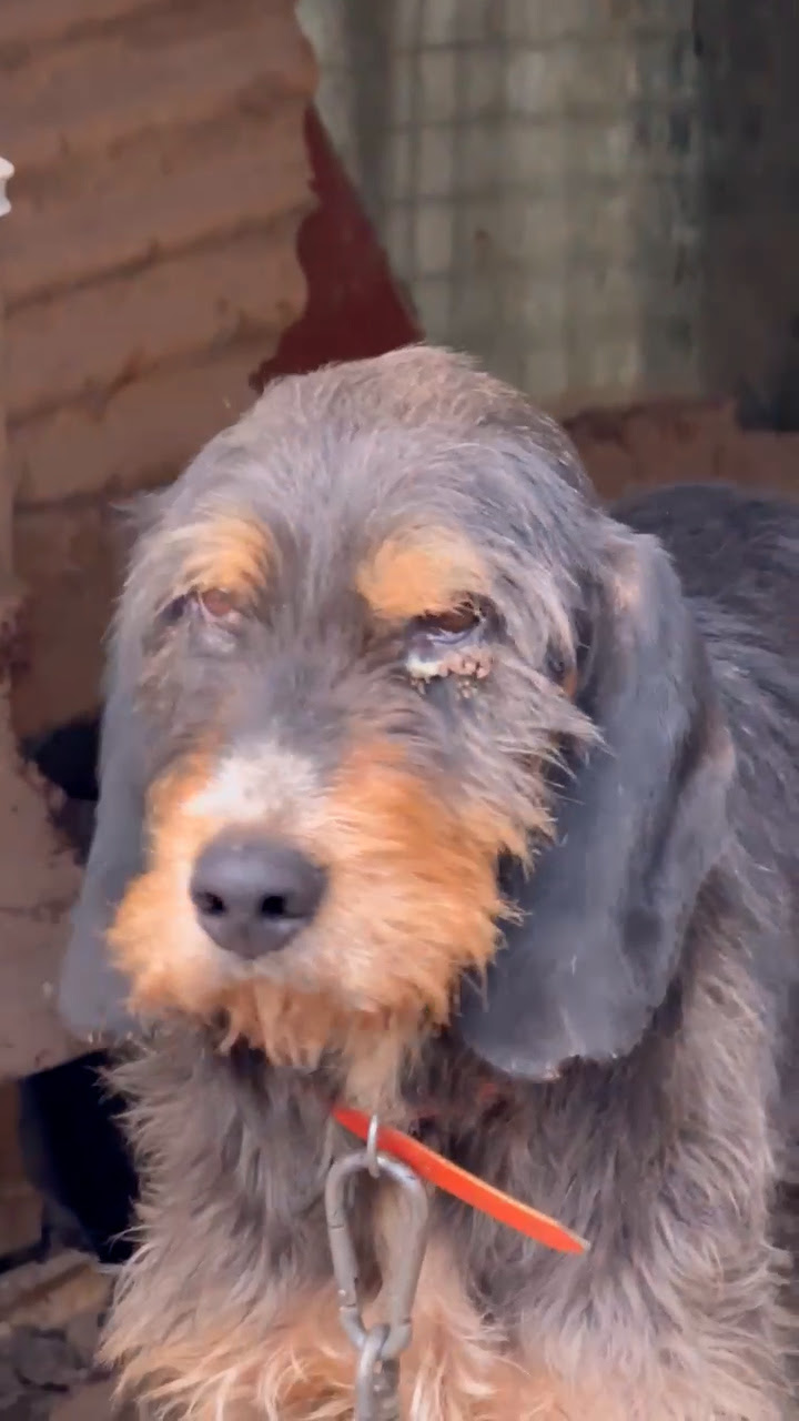 Estado de los perros en Lillo del Bierzo
