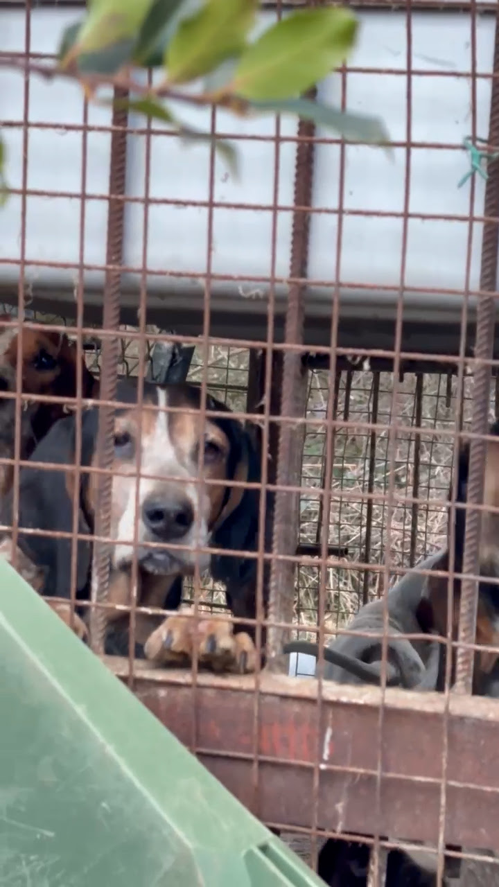 Estado de los perros en Lillo del Bierzo