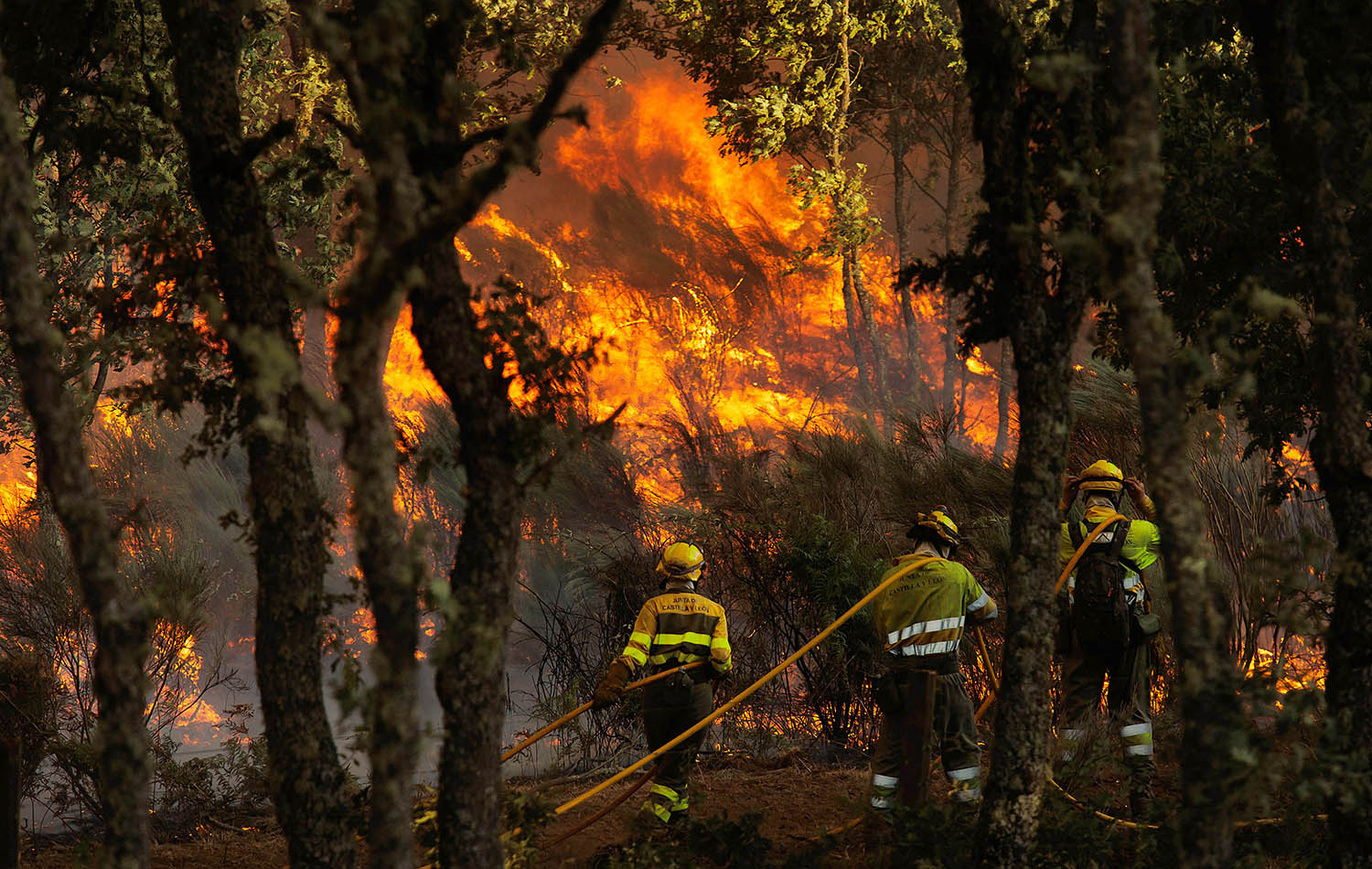 Incendio forestal. José Vicente, ICAL