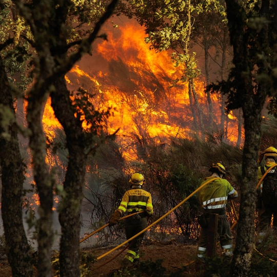 Incendio forestal. José Vicente, ICAL