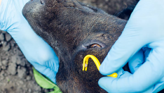 Desparasito de animales imagen istock autor andrei30