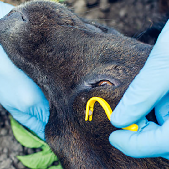 Desparasito de animales imagen istock autor andrei30