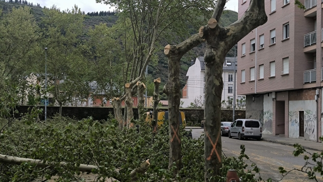 Apeo de árboles en Ponferrada
