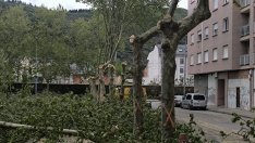 Apeo de árboles en Ponferrada
