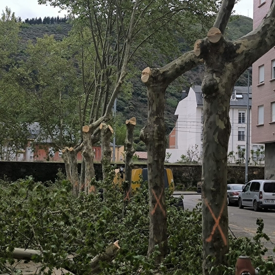 Apeo de árboles en Ponferrada