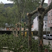 Apeo de árboles en Ponferrada Apeo de árboles en Ponferrada