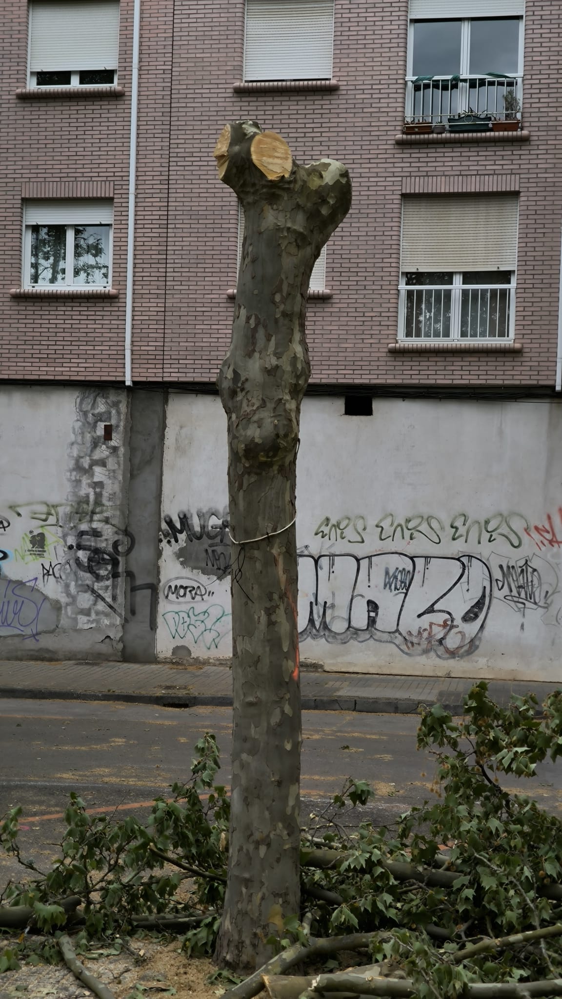 Apeo de arboles Apeo de arboles