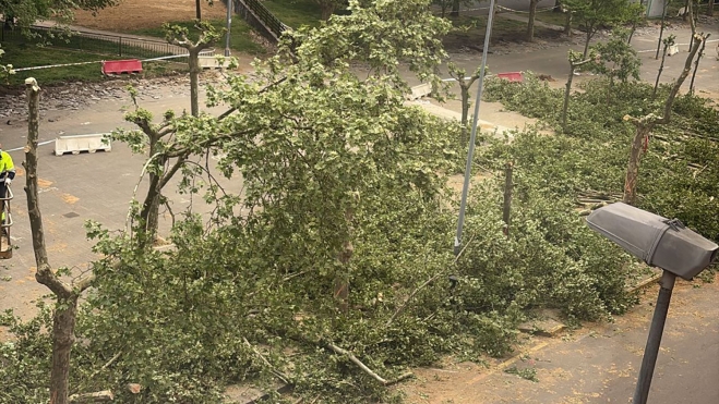 Tala de árboles en los Jardines del Sil