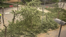 Tala de árboles en los Jardines del Sil