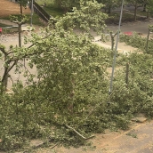 Tala de árboles en los Jardines del Sil