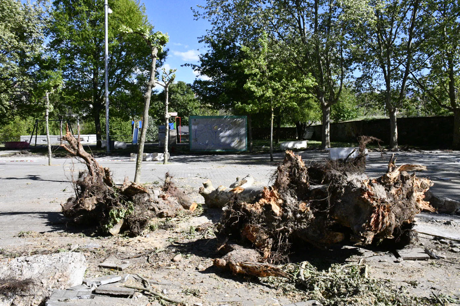Plataneros en Jardines del Sil (5)