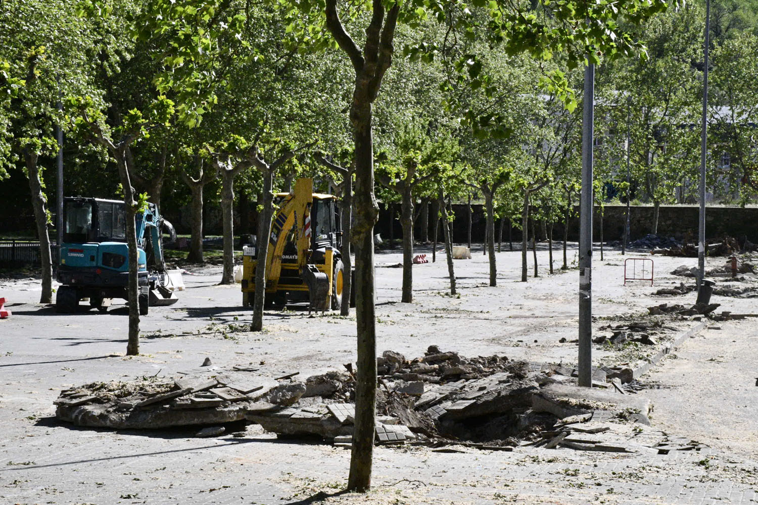 Plataneros en Jardines del Sil (9)