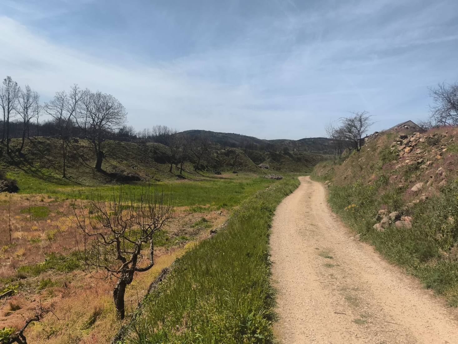 Limpieza de las sendas de Las Médulas tras el incendio forestal (3)