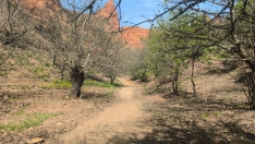 Limpieza de las sendas de Las Médulas tras el incendio forestal 