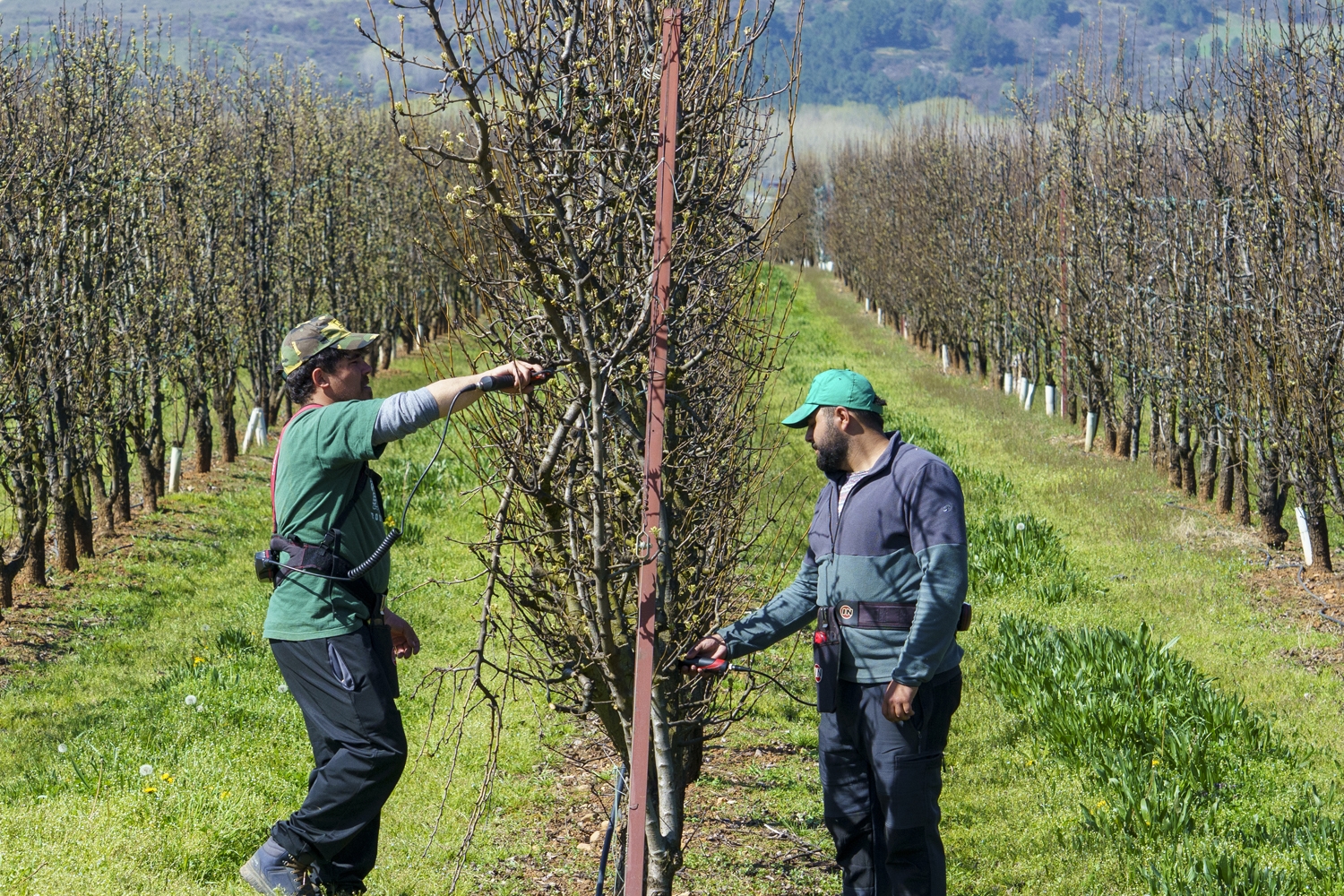 Poda especializada de frutales en El Bierzo | Foto: César Sánchez, ICAL (1)