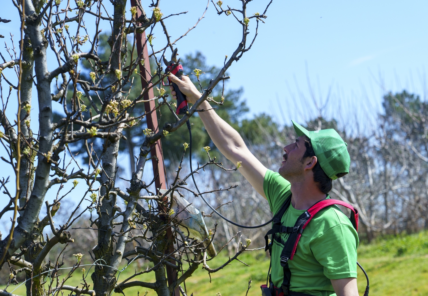 Poda especializada de frutales en El Bierzo | Foto: César Sánchez, ICAL (2)