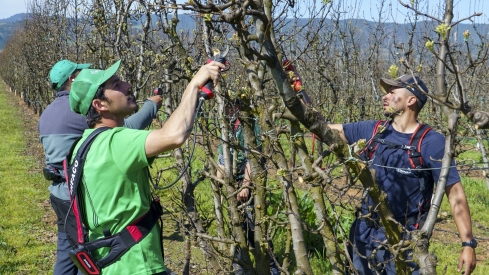 Poda especializada de frutales en El Bierzo | Foto: César Sánchez, ICAL (4)