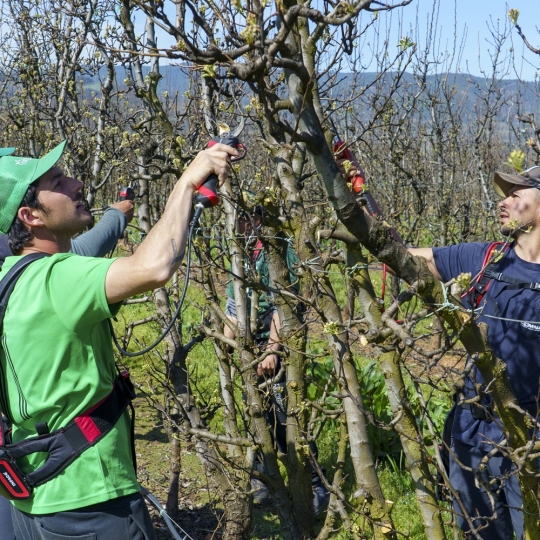 Poda especializada de frutales en El Bierzo | Foto: César Sánchez, ICAL (4)