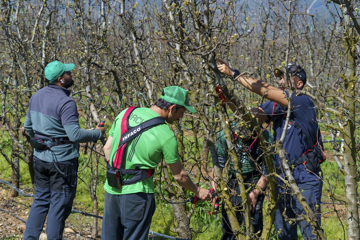 Poda especializada de frutales en El Bierzo | Foto: César Sánchez, ICAL (5)