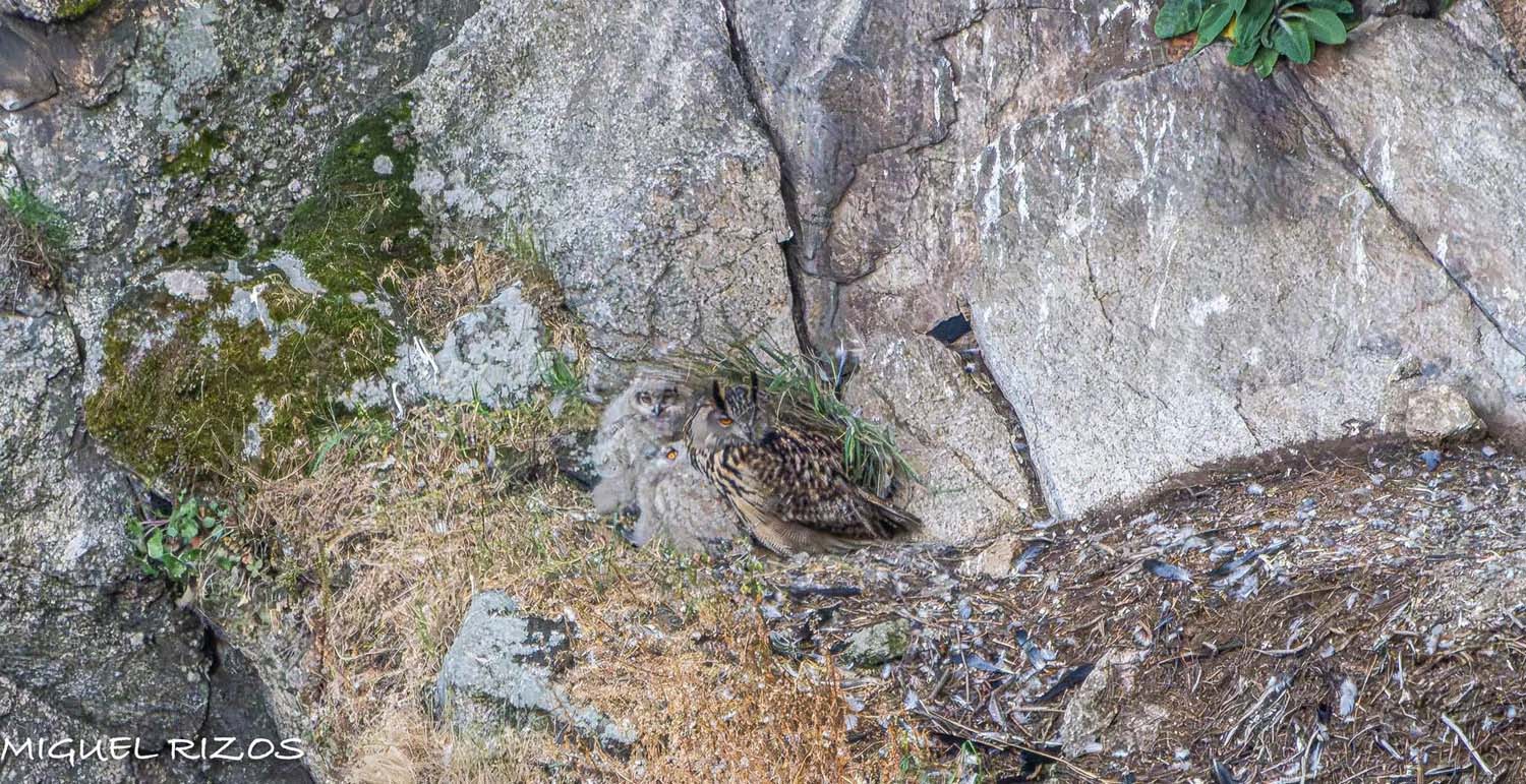 El Buho Real en El Bierzoimagenes realizadas por Miguel Andres(1)