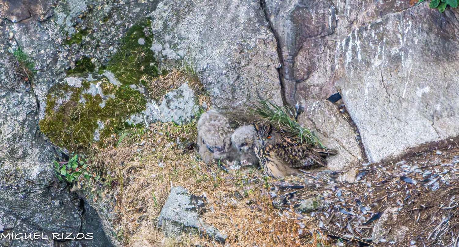 El Buho Real en El Bierzoimagenes realizadas por Miguel Andres(2)