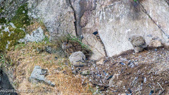 El Buho Real en El Bierzo  imagenes realizadas por Miguel Andres  (3)