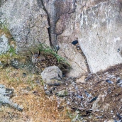 El Buho Real en El Bierzo  imagenes realizadas por Miguel Andres  (3)
