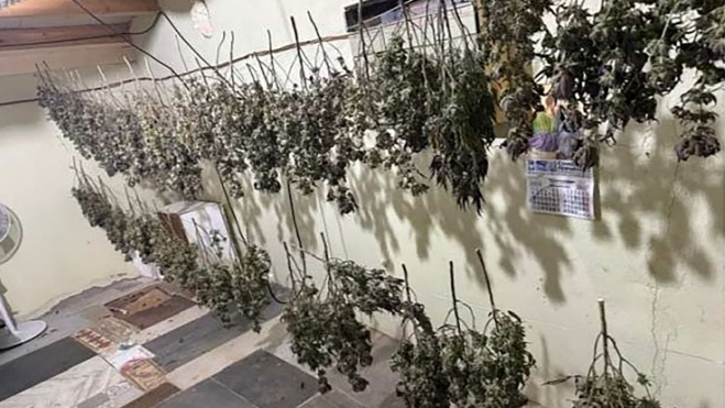 Imagen de la operación policial en una nave de Ponferrada donde se encontraba la plantación de marihuana (imagen Sub. Delegación del Gob.)