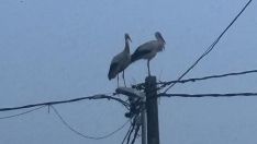 Imagen de la retirada del nido de cigueña