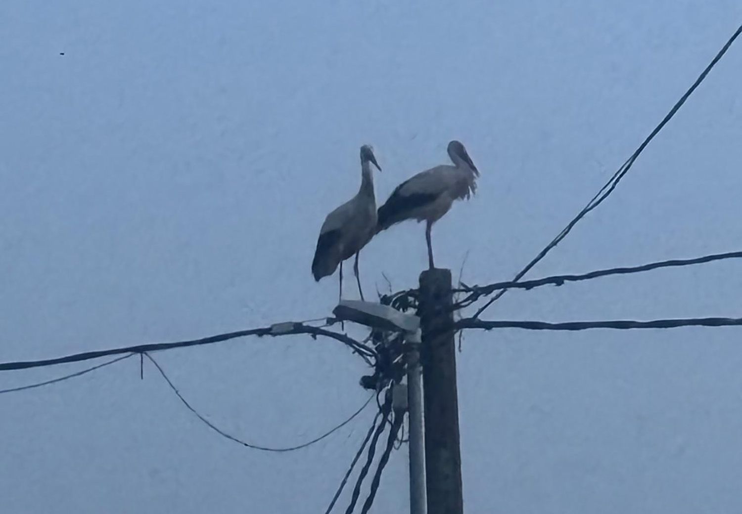 Imagen de la retirada del nido de cigueña