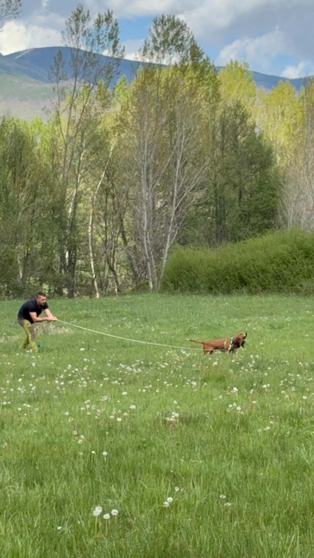 El berciano Iván Carbonero revalida el título regional en el Campeonato de Perros (1)