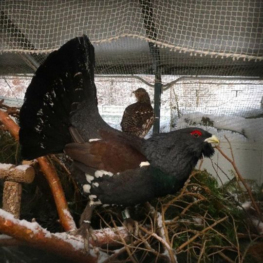 Imagen de ejemplares en este centro de recuperación