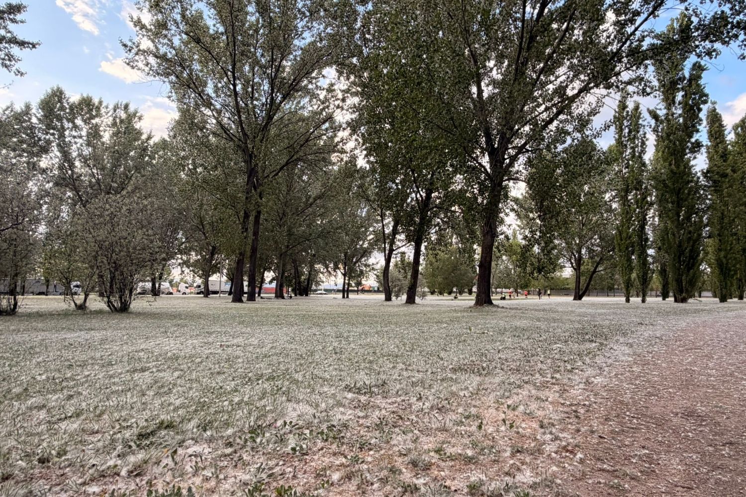 El Bierzo bajo la pelusa del chopo (folín): Cómo se produce y el origen de esta ‘nieve’ primaveral 