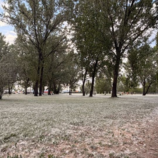El Bierzo bajo la pelusa del chopo (folín): Cómo se produce y el origen de esta ‘nieve’ primaveral 