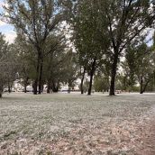 El Bierzo bajo la pelusa del chopo (folín): Cómo se produce y el origen de esta ‘nieve’ primaveral 