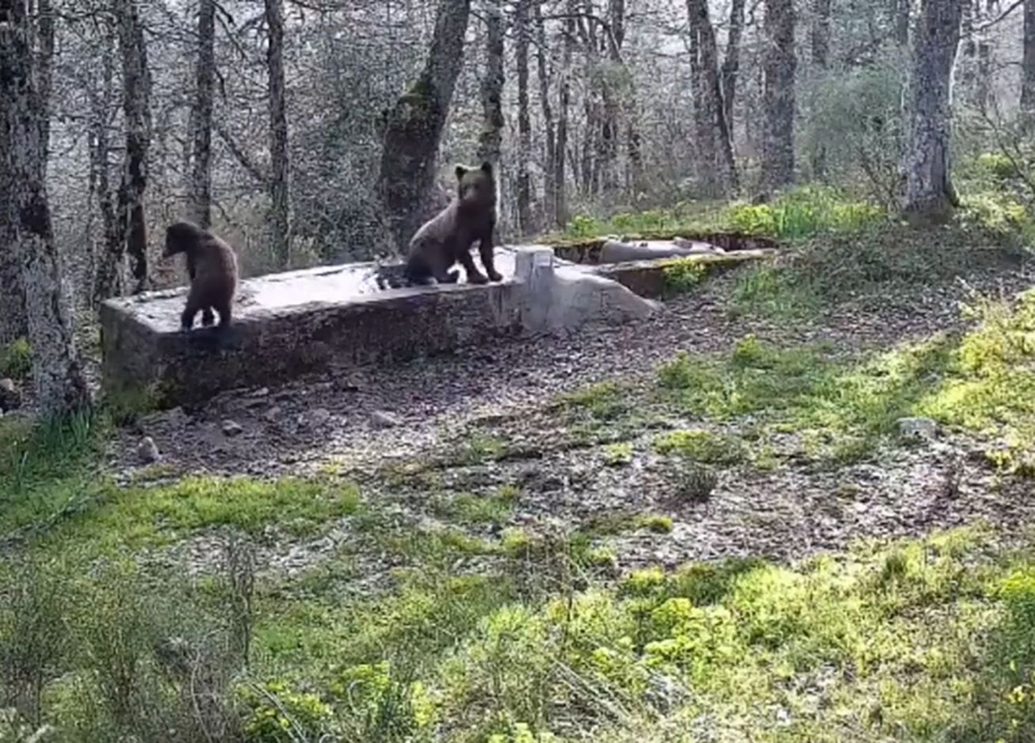 Osos en un abrevadero Junta de Castilla y León