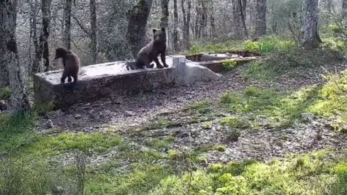 Osos en un abrevadero Junta de Castilla y León