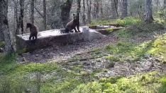 Osos en un abrevadero Junta de Castilla y León