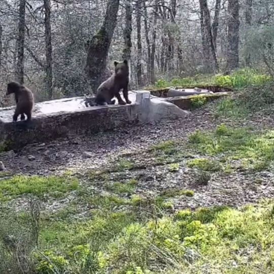 Osos en un abrevadero Junta de Castilla y León