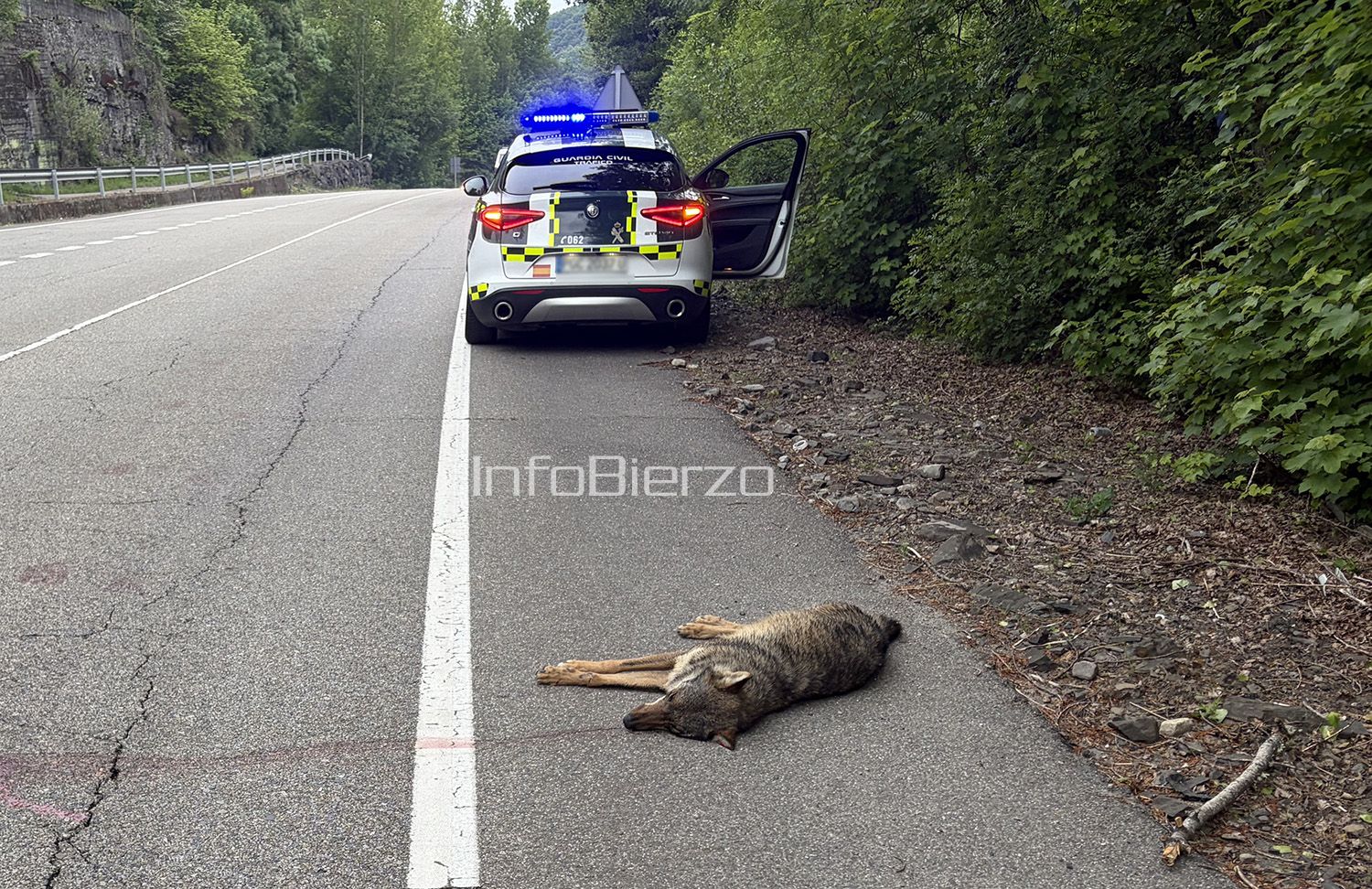 Atropello de un lobo en Matarrosa del Sil Foto InfoBierzo 