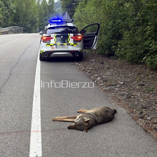 Atropello de un lobo en Matarrosa del Sil Foto InfoBierzo 
