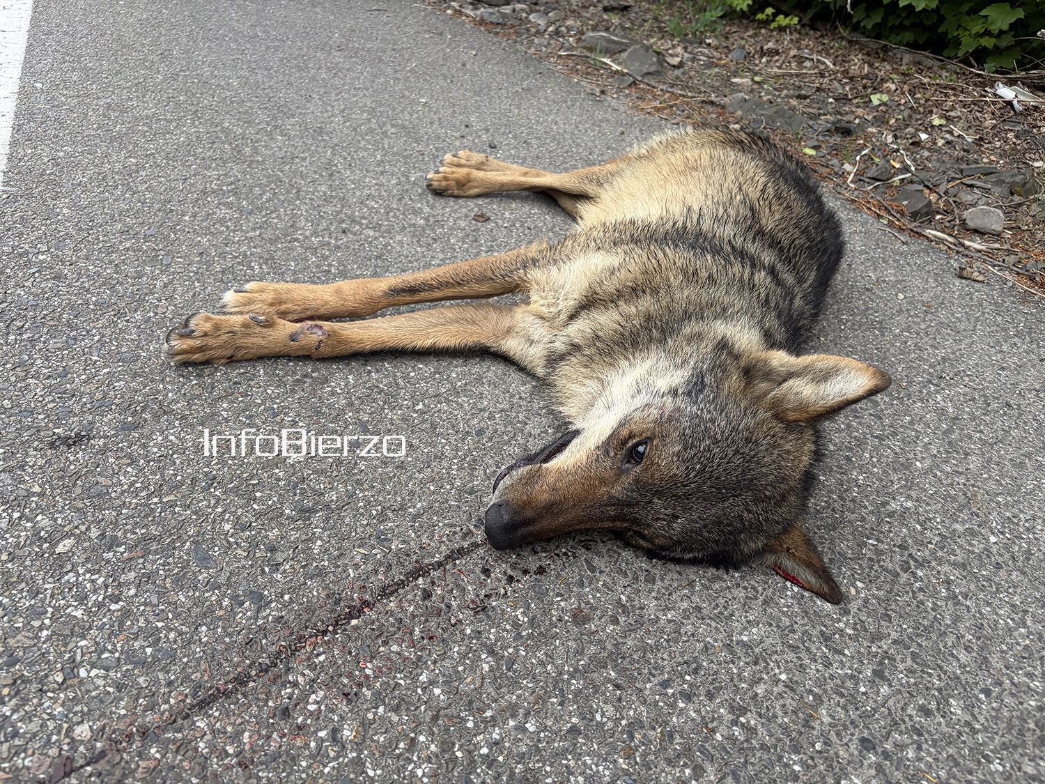 Atropello mortal de un lobo entre Matarrosa y Santa Cruz del Sil Foto InfoBierzo 