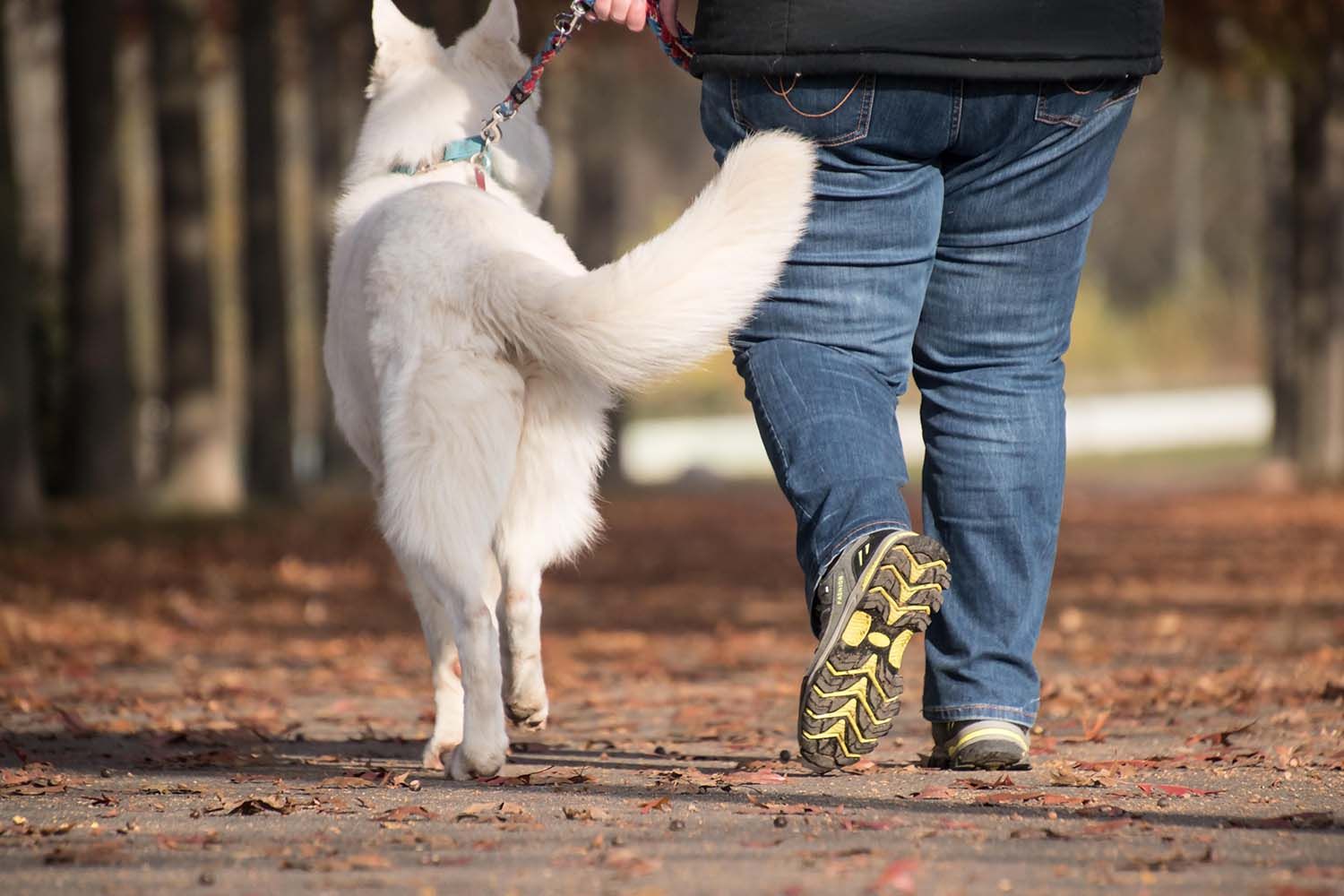 Paseo de perro Canva