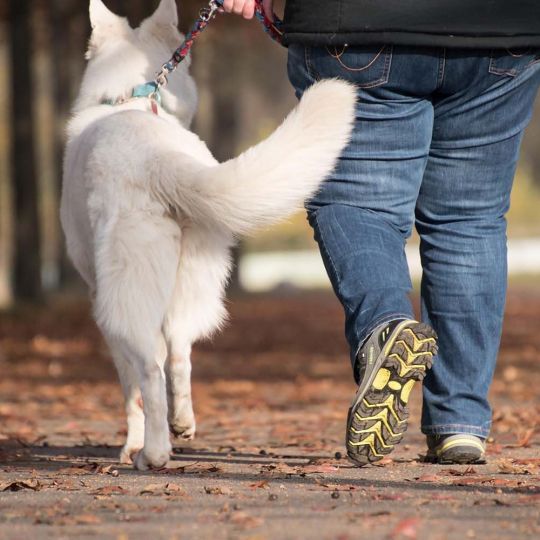 Paseo de perro Canva