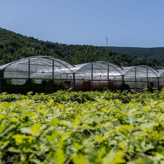 Vivero de Ciuden 