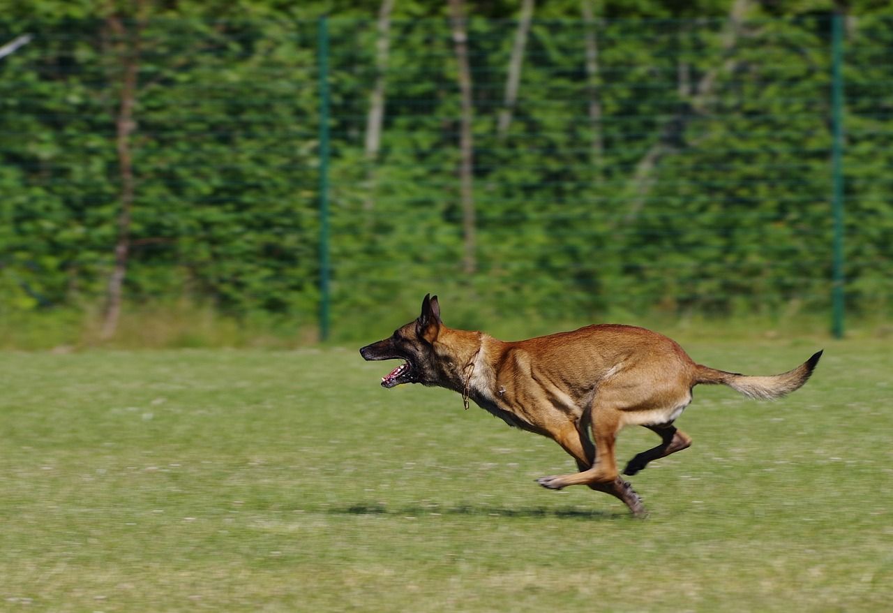 Malinois Belga