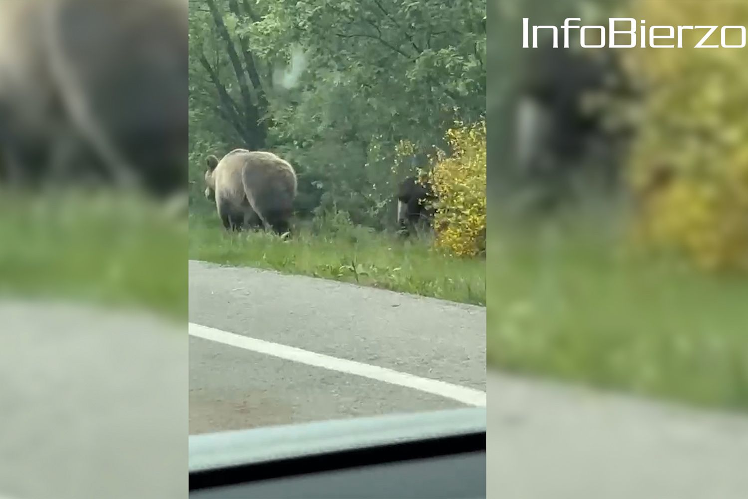 Osos en la carretera 2